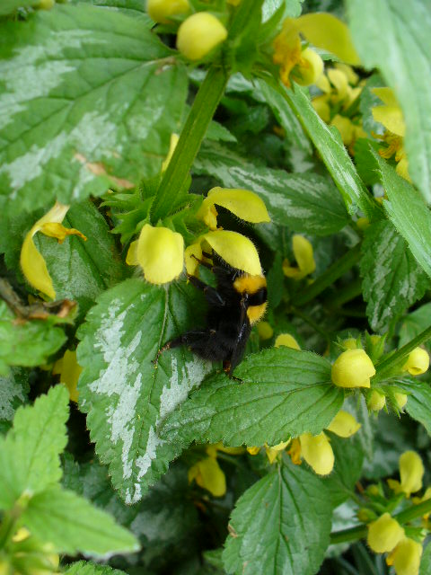 P1120178.JPG
