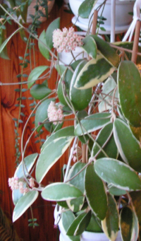 parasitica_var002.png