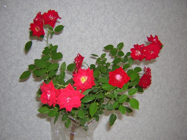 DSCN3137.jpg