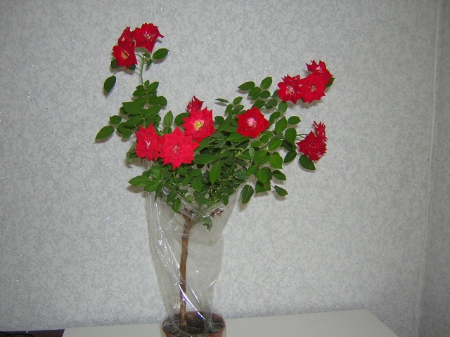 DSCN3138.jpg