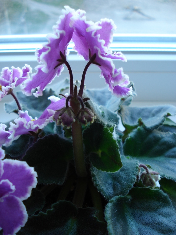 DSC04118.JPG