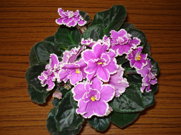 DSC04136.JPG