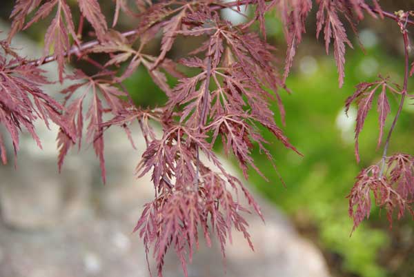Acer-palmatum2.jpg