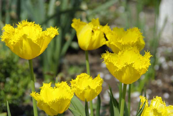 Tulipa4.jpg