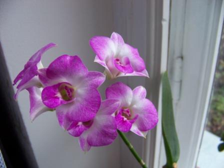 Dendrobium hibr.