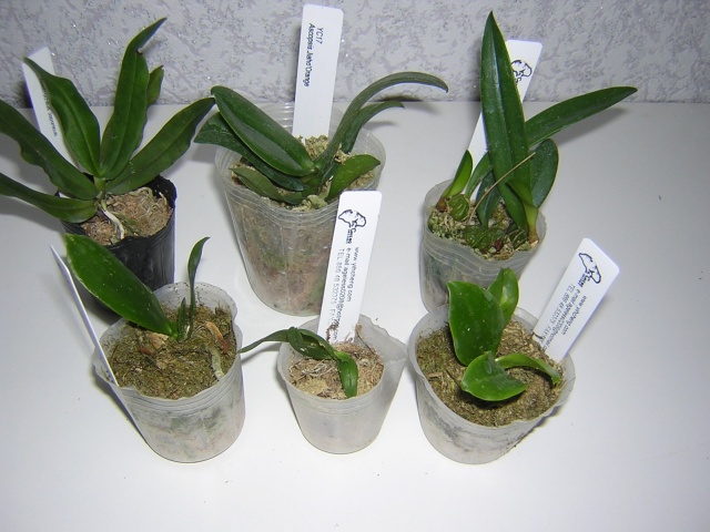 DSCN3234.jpg