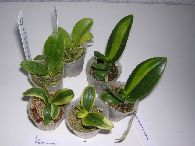 DSCN3236.jpg