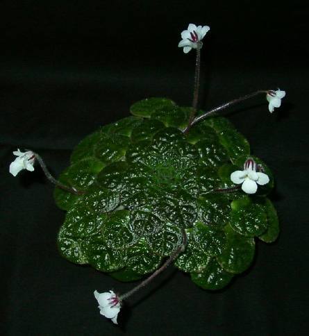Petrocosmea_begoniifolia.jpeg