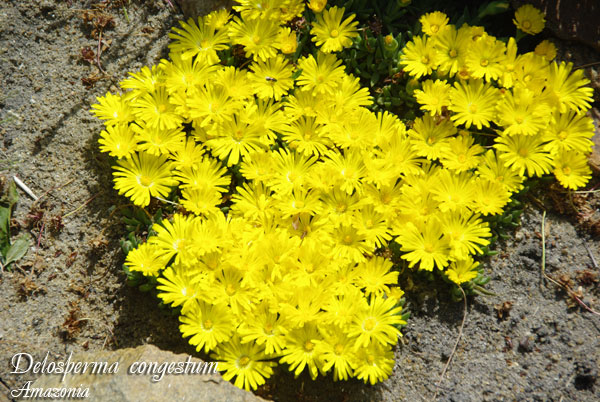 Delosperma-congestum1.jpg
