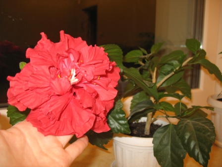 IMG_35611.JPG