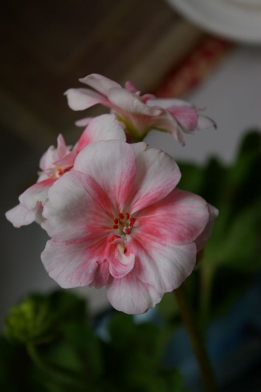 IMGP0277.JPG