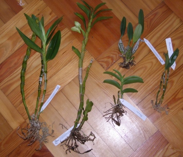 P5210002.JPG