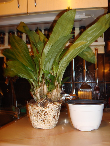 DSC01224  11.JPG
