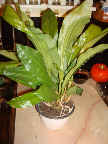 DSC01225  11.JPG