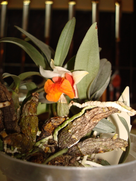 DSC01231  11.JPG