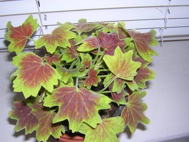 DSCN3347.jpg