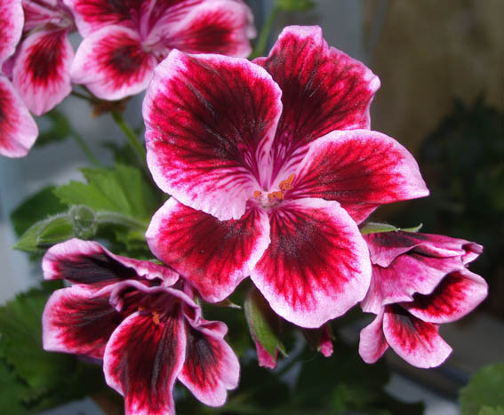 cherry brandy