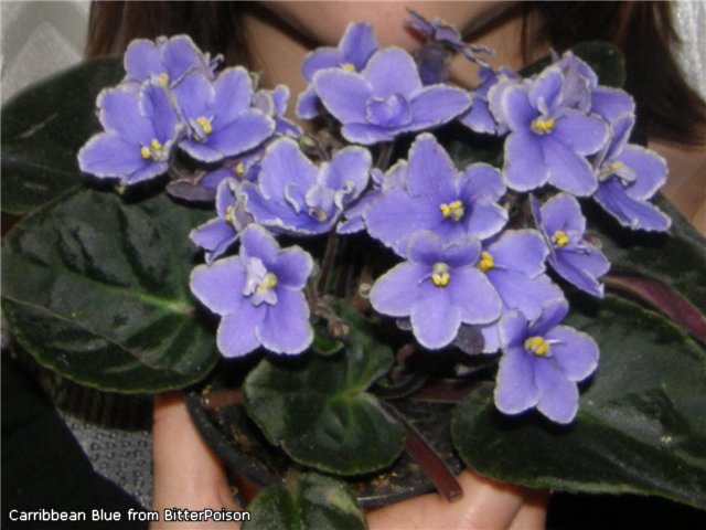Carribbean Blue