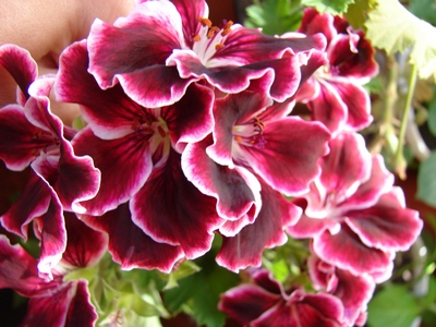 DSC00086_1.JPG