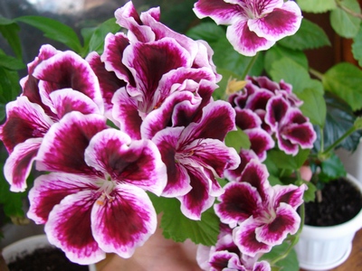 DSC00075_1.JPG