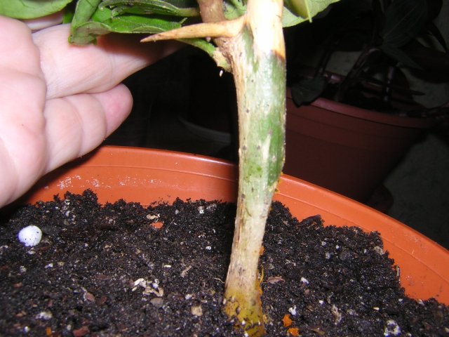 DSCN3373.jpg