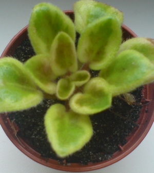 DSC02341_cr.jpg