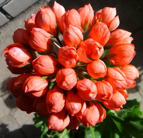 RED PANDORA