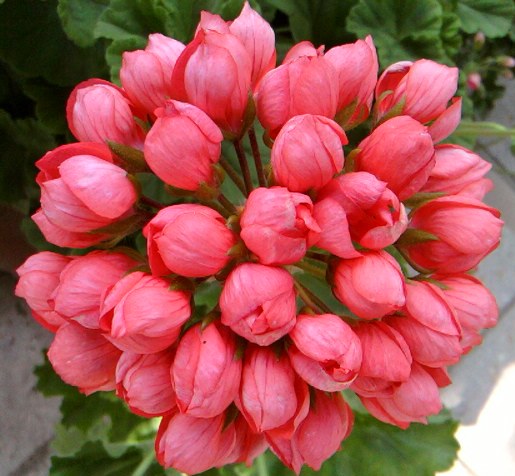 RED PANDORA