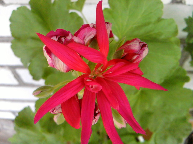 STAR OF PERSIA