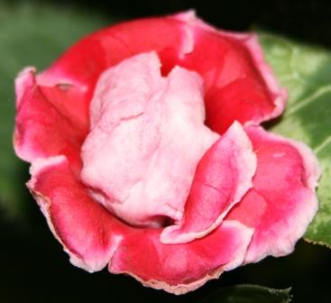 Red-rose.JPG