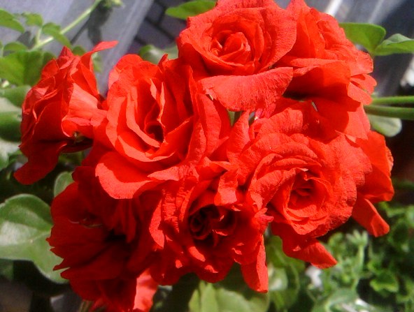 SP_A2114.jpg
