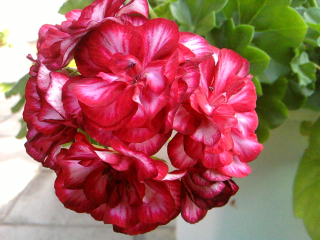 SP_A2267.jpg