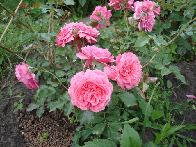 DSC01311.JPG