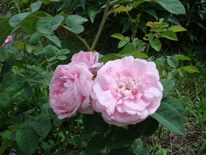 DSC01314.JPG