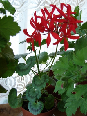 DSC00013_1.JPG