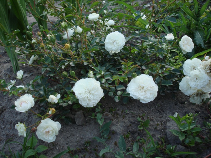 DSC01363.JPG