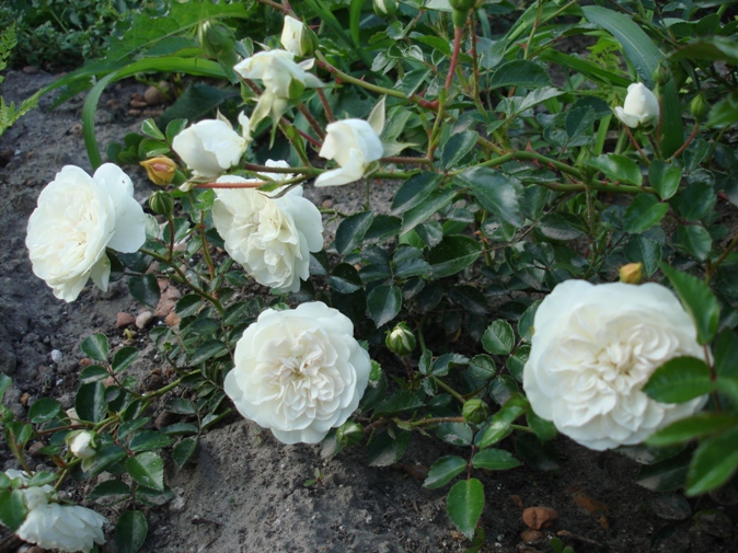 DSC01364.JPG