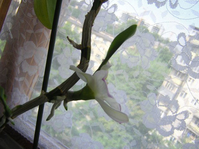 DSCN3445.jpg
