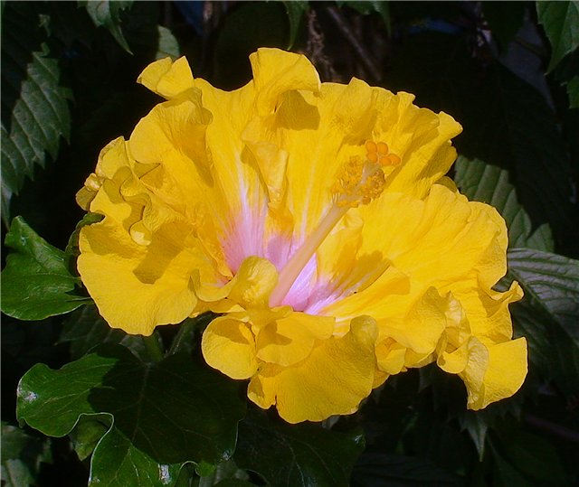 HEAVENS  SCENT   458.jpg