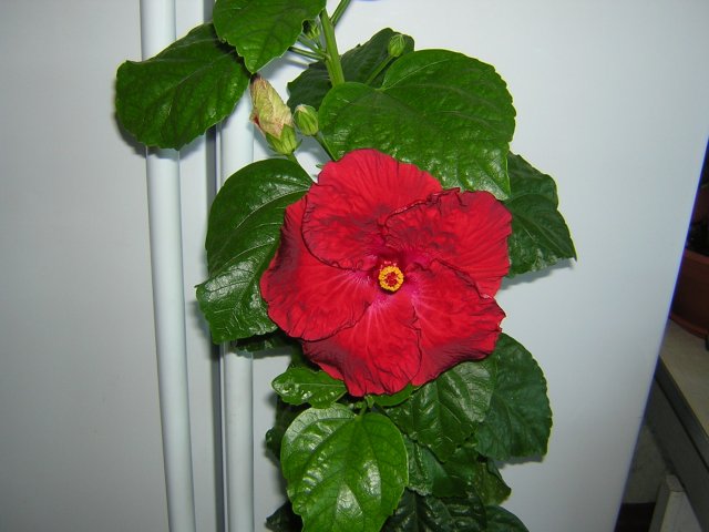 DSCN3528.jpg