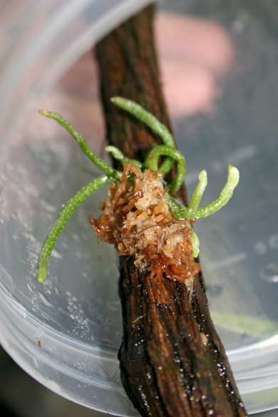 Polyrrhiza_lindenii_101907.jpg