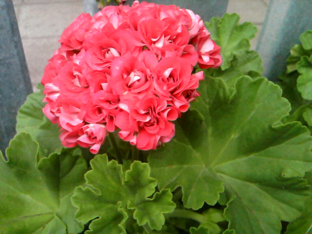 rosebud supreme