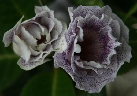 IMG_5873 - Copy.JPG