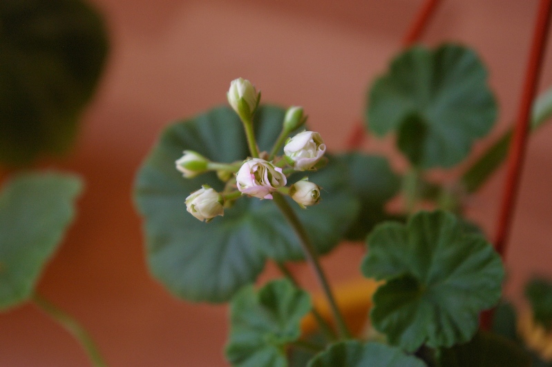 Appleblossom Rosebud