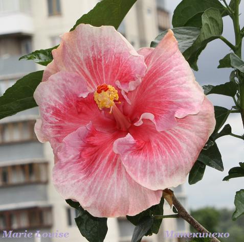 IMG_2078 Marie Louise.jpg