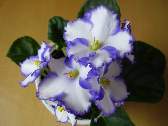 P4120036_resize.JPG