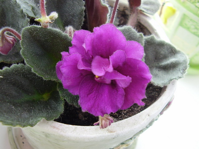 P4100024.jpg