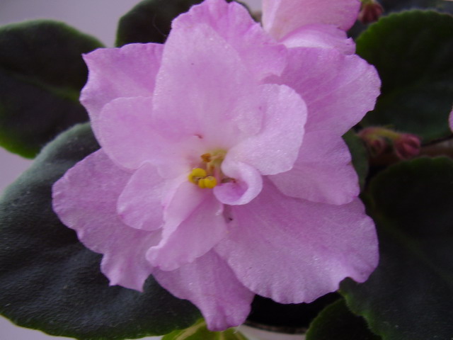P4220064_resize.JPG