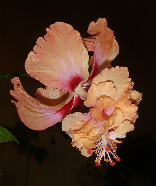 El Capitolio Tequila Sunrise 567.jpg