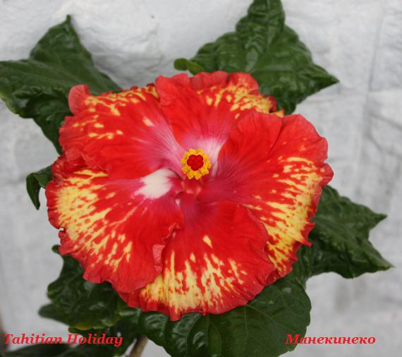 IMG_2120 Tahitian Holiday.jpg